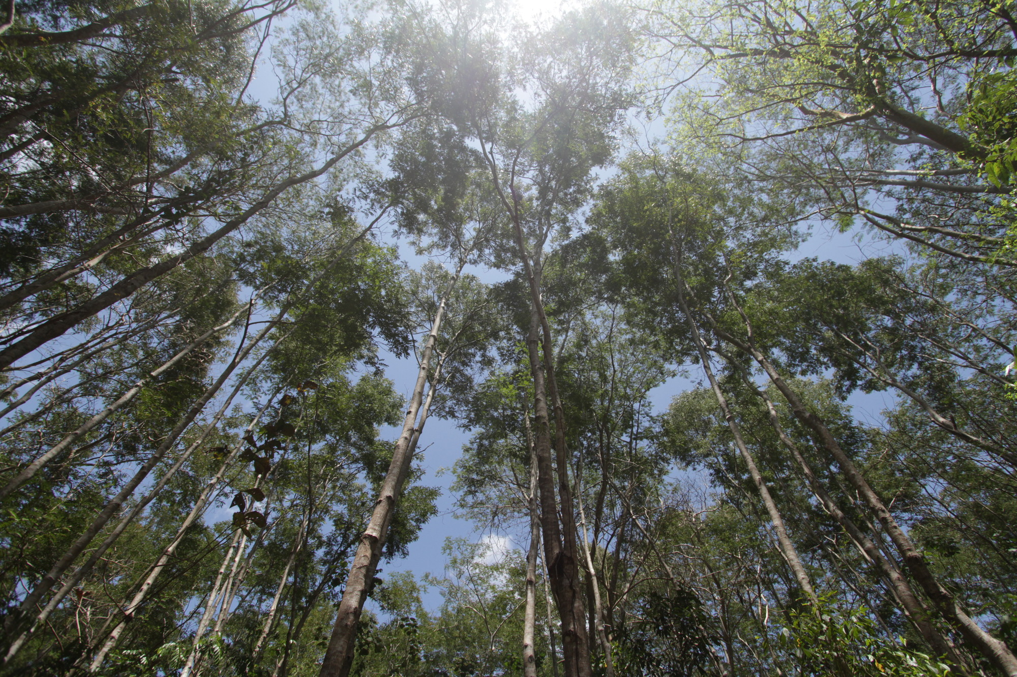 Pepohonan Taman Nasional